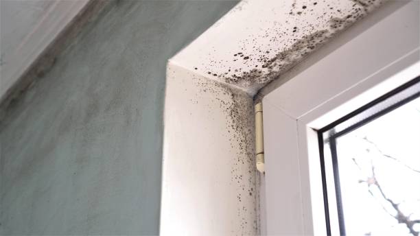 Certified Mold Removal in Lake Telemark, NJ