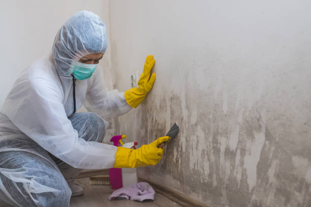 Best Toxic Mold Removal  in Lake Telemark, NJ