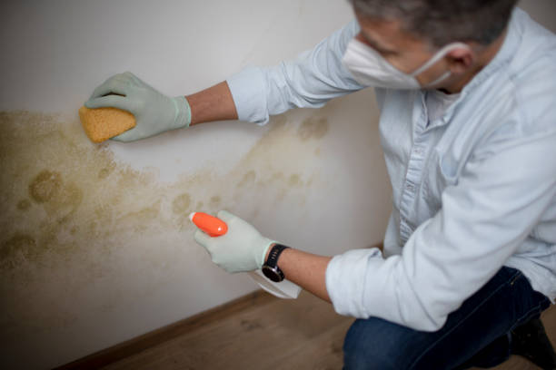 Best Residential Mold Removal  in Lake Telemark, NJ