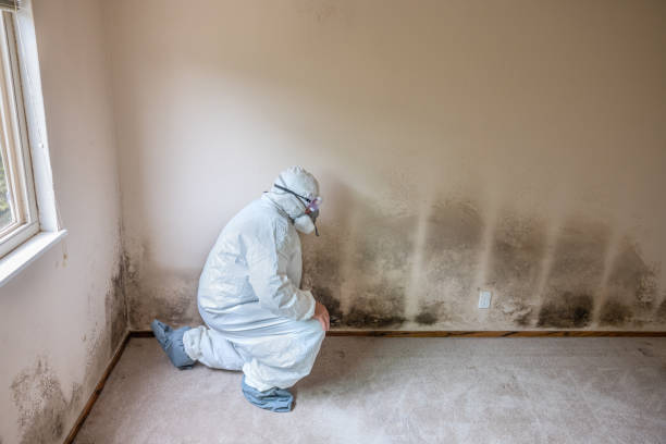 Best Certified Mold Removal  in Lake Telemark, NJ