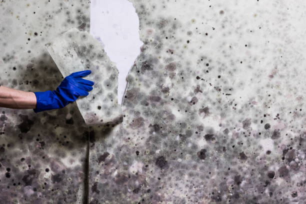 Best Local Mold Removal Service  in Lake Telemark, NJ