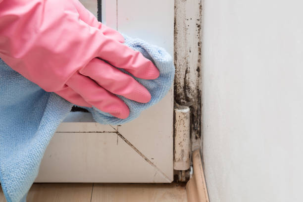 Best Mold Damage Repair  in Lake Telemark, NJ