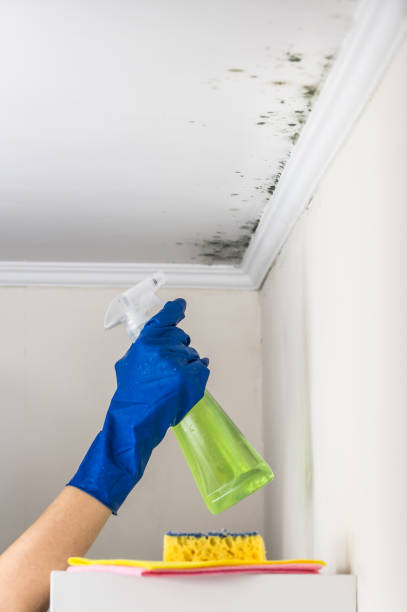 Best Attic Mold Removal  in Lake Telemark, NJ