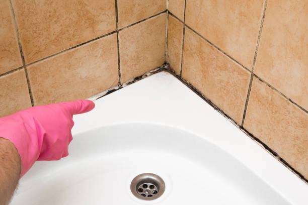 Best Local Mold Removal Service  in Lake Telemark, NJ